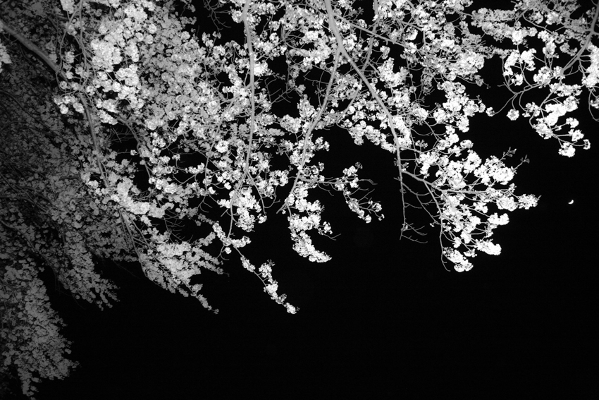 sous les cerisiers Miwa