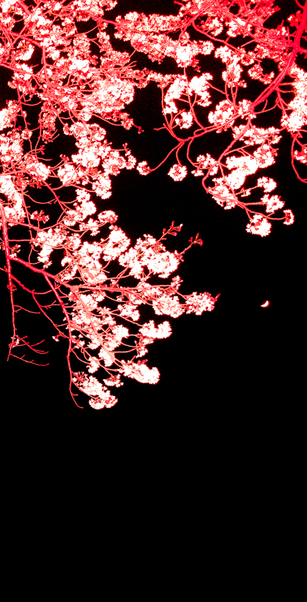 sous les cerisiers Miwa